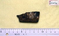 藏品(鱉背甲骨板化石)的圖片